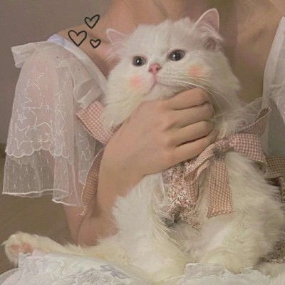  超可爱的神仙猫咪头像