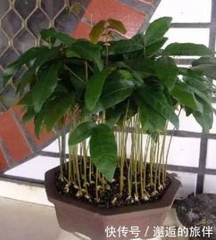  春天吃完菠萝,芒果,龙眼别扔掉,埋到土里,长出盆栽比花美