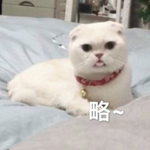 小可爱表情包应对猫咪