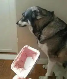 不同狗狗犯错之后得到表情,其中哈士奇表情让人忍不住揍它