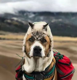 微信头像女生可爱小狗猫