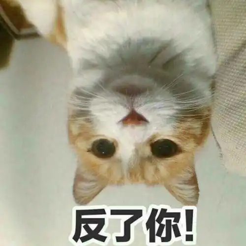 想吃小孩猫咪表情包鱼缸