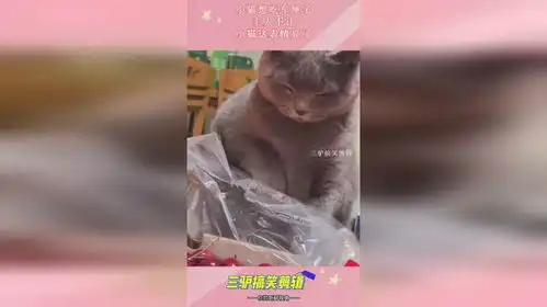  小猫想吃车厘子,主人不让,小猫这表情亮了