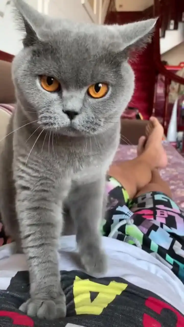  猫咪一副不情愿得表情,网友给它买最好的小鱼干