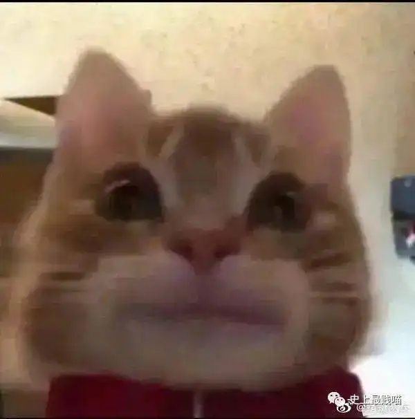  千万不要随便让网友帮你出主意哈哈哈哈哈有被离谱到