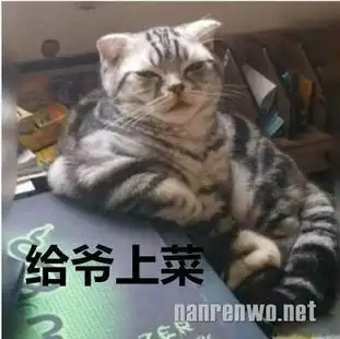  喵星人等饭状态等饭的时候就是酱紫