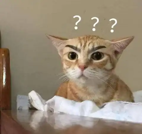  我养了十年的猫咪,被我爸给抢走了