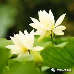  一朵荷花的祝福连载十四夏