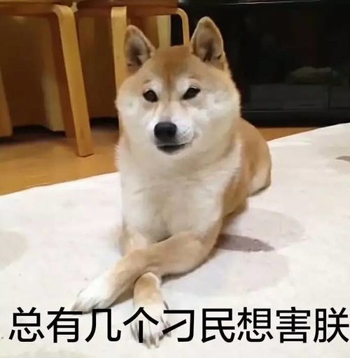  如何给狗狗挑选合适的玩具