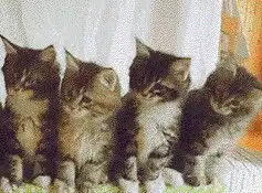 打滚表情包猫猫抖音