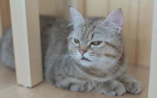  主人为猫咪包办婚姻,猫咪誓死抵抗,委屈的小表情笑死人