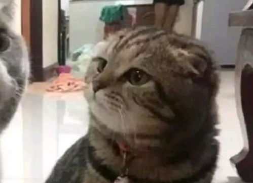  蓝猫吃饭一口都没给媳妇留,吃完一脸尴尬,摊上事了