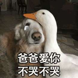  比心鸭子高清无水印图片分享
