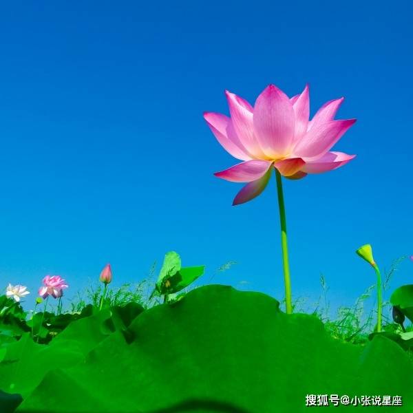  在婚姻里命很苦的3大生肖,婚前公主婚后保姆,还得不到理解