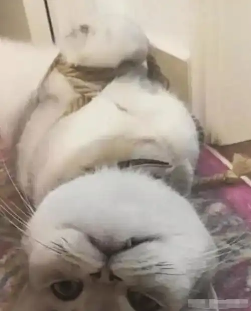  猫咪被主人五花大绑,知道原因后,网友绑得好