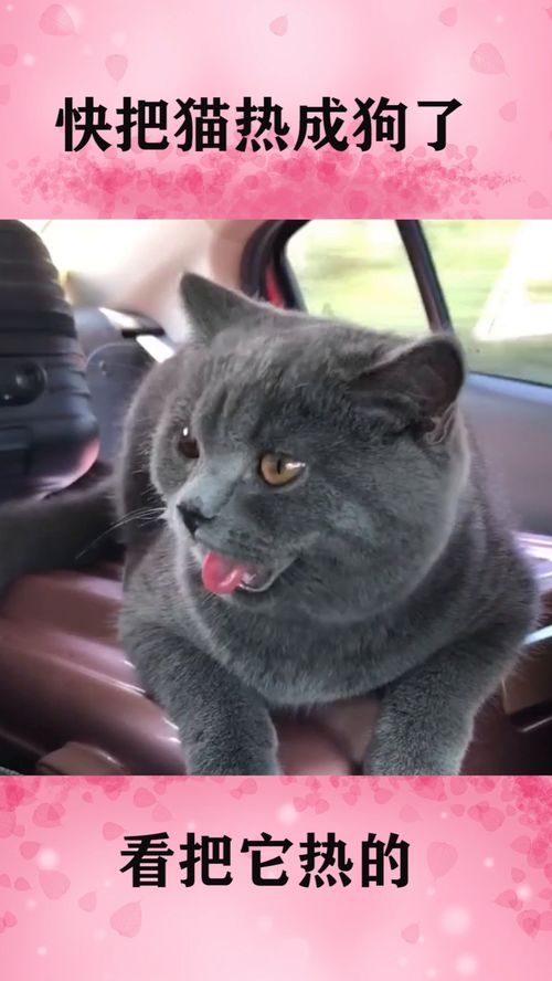  快把猫咪热成狗了,看它的表情我笑了