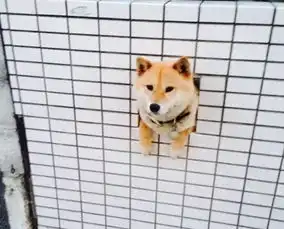 柴犬跳表情包车筐