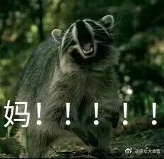  搞笑动物表情包