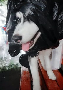  遛狗时天降大雨,主人拿塑料袋当雨披,二哈的表情笑翻了