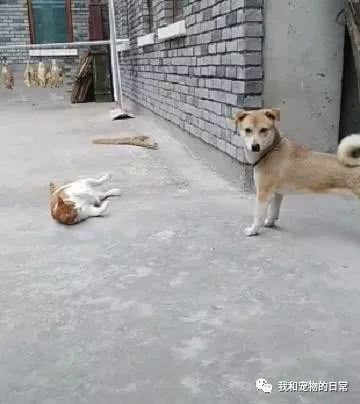  猫咪碰瓷小狗,一秒倒地演技爆表,狗狗一脸无辜的表情