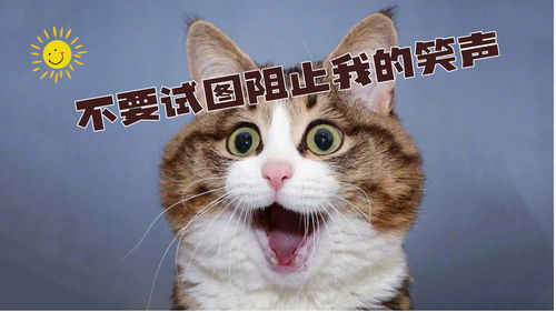  不要试图阻止我的笑声