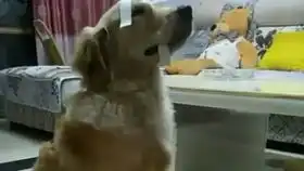  奥利奥小猫咪一岁咯萌宠可爱的小宝贝生日快乐