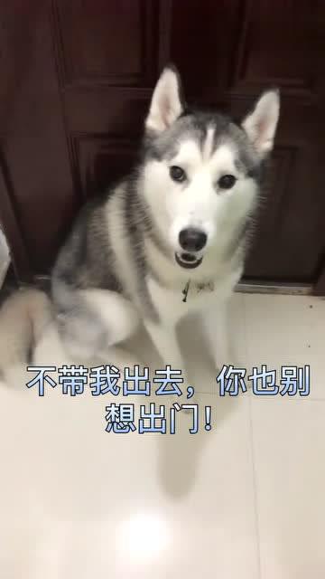  铲屎官不带你去哈士奇不带我出去,你也别想出门
