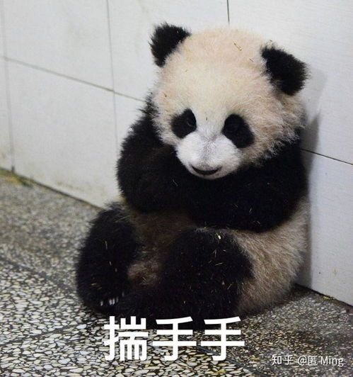 没有表情包图片大熊猫