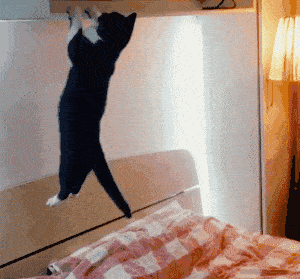 猫猫打哈欠gif表情包