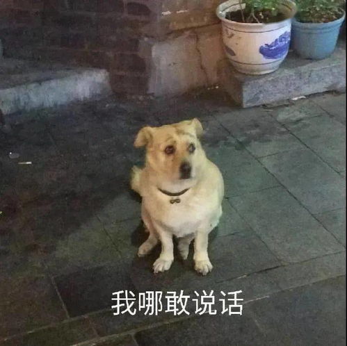  没事千万不要模仿网红整活啊哈哈哈真的笑yue了