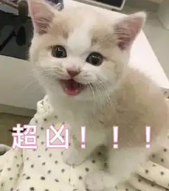 摸头表情包猫亲亲