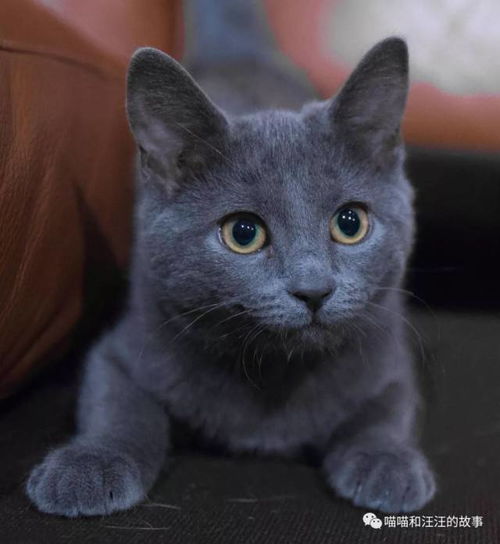  世界十大最贵的猫咪排行榜,第一竟然要61万人民币