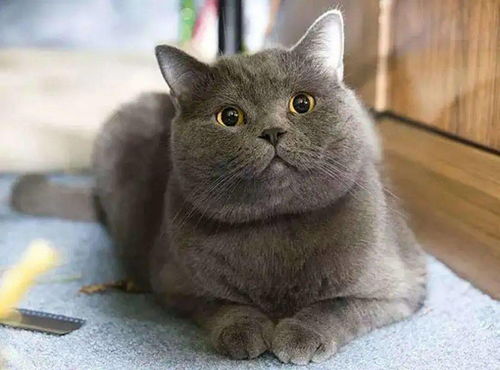  全国最好养猫咪排名,第一名居然是它