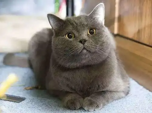  全国最好养猫咪排名,第一名居然是它