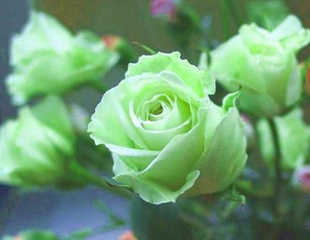  10月桃花运来袭,喜鹊报喜,遇到真爱,收获此生幸福的4大星座