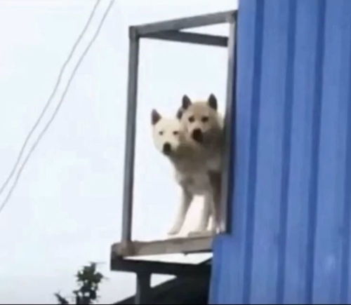  头像宿舍沙雕头像