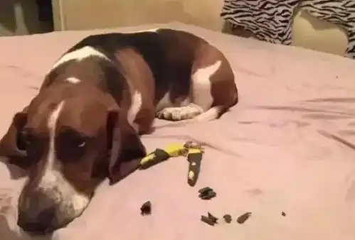  狗狗犯错怎么办铲屎官的做法绝了