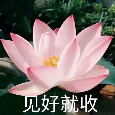  沙雕表情包佛系团头情头闺头