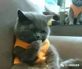  还准备饿着你家喵主子减肥快来看看别人家的猫咪减肥大法吧