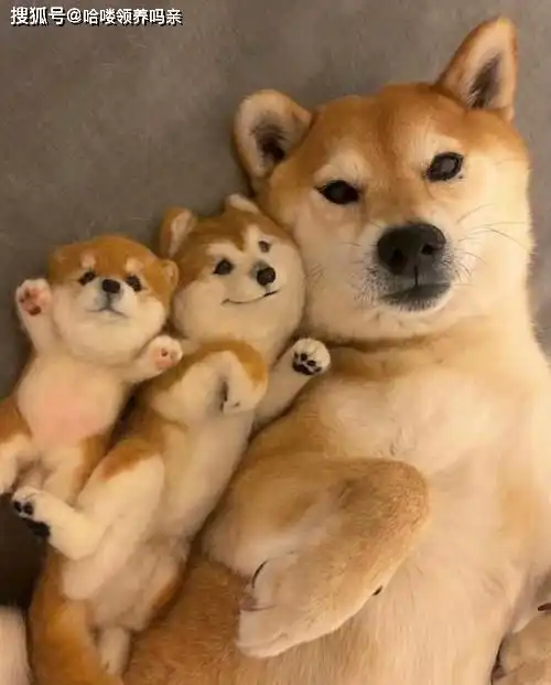  最戏精的狗狗之一柴犬,让人迷恋的绝不止微笑和表情包