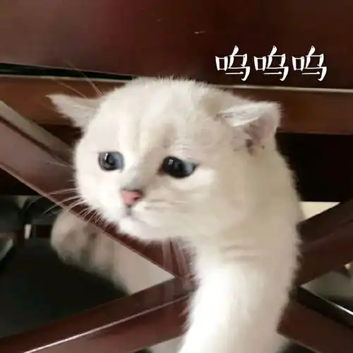 哔哩哔哩专栏