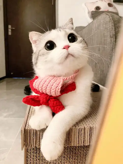  猫咪表情包香香软软的小泡芙专场今天是甜甜的小猫咪鸭