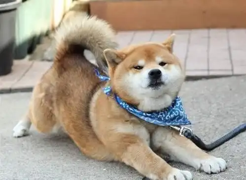  训练篇柴犬一生最佳的训练时间,请你好好把握