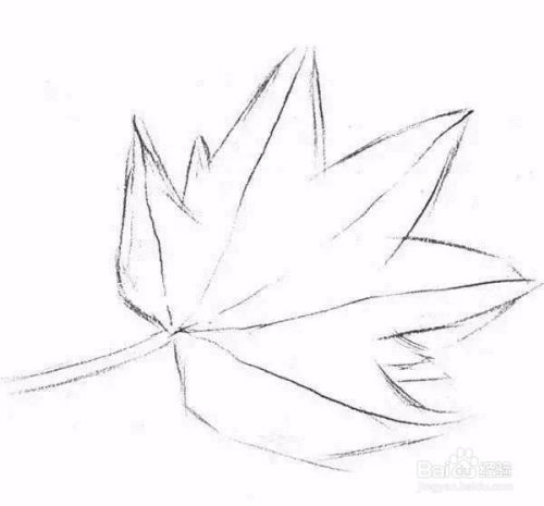  素描一片枫叶