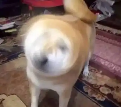  柴犬的钻头功可是相当厉害的
