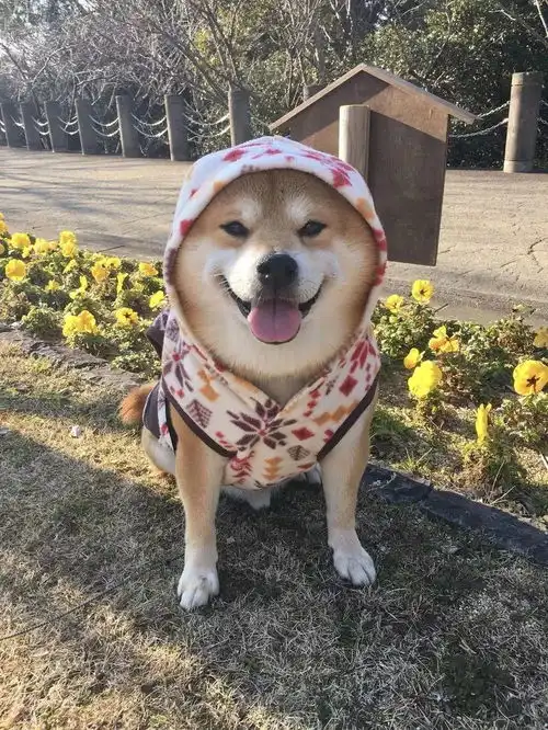  日本一柴犬因笑容治愈走红网络网友承包了我2018年的头像