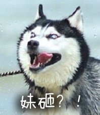 二哈表情包