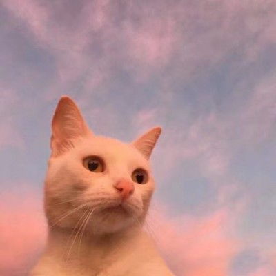 微信头像简约干净猫咪