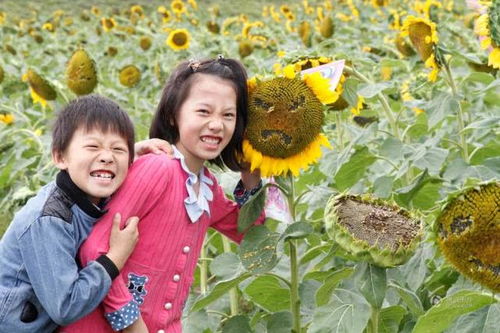  南京市民辣手摧花抠出葵花表情宝典