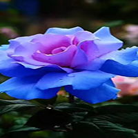  真实好看的花束微信头像大全2017显气质的真实花草微信头像